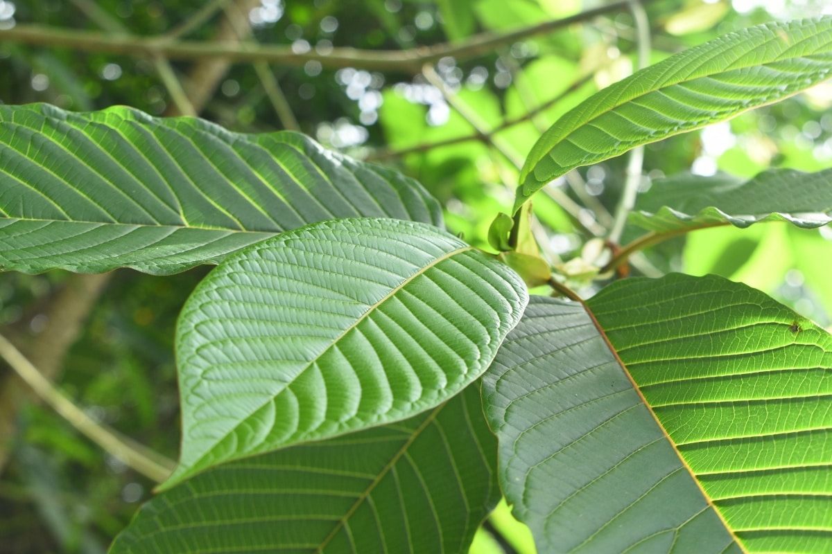 Kratom leaves